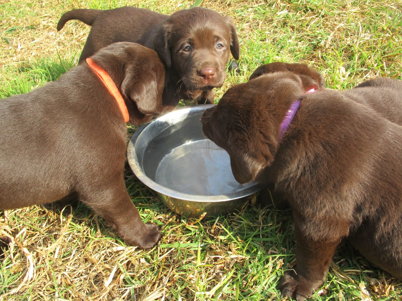 alimentazione-cucciolo-labrador