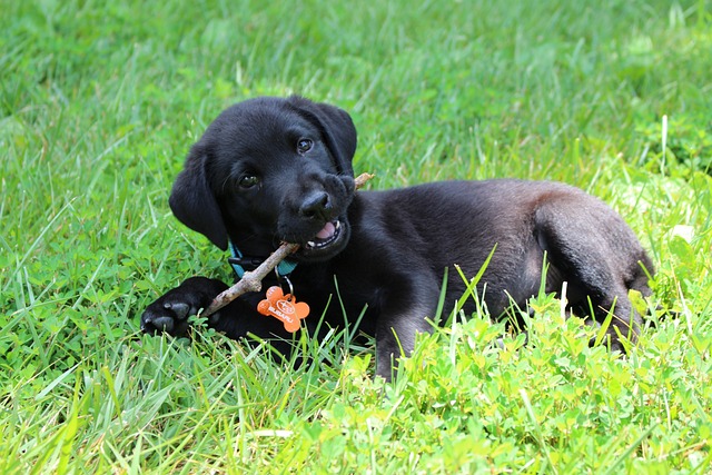 biosensor-cani-intelligenti