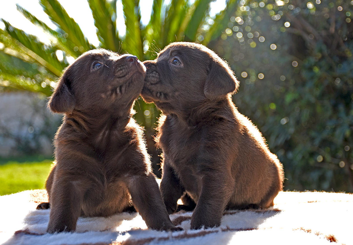 come accogliere un cucciolo labrador