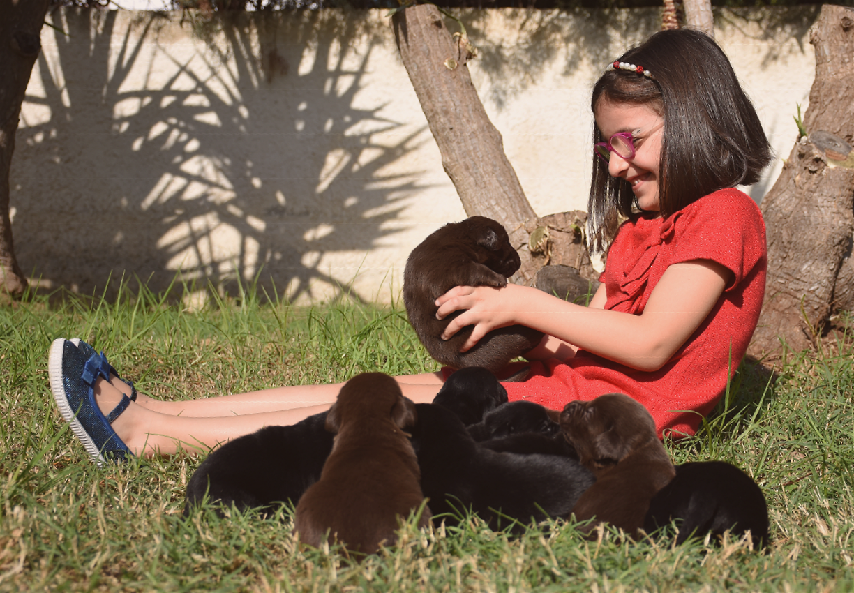 perché scegliere labrador retriever