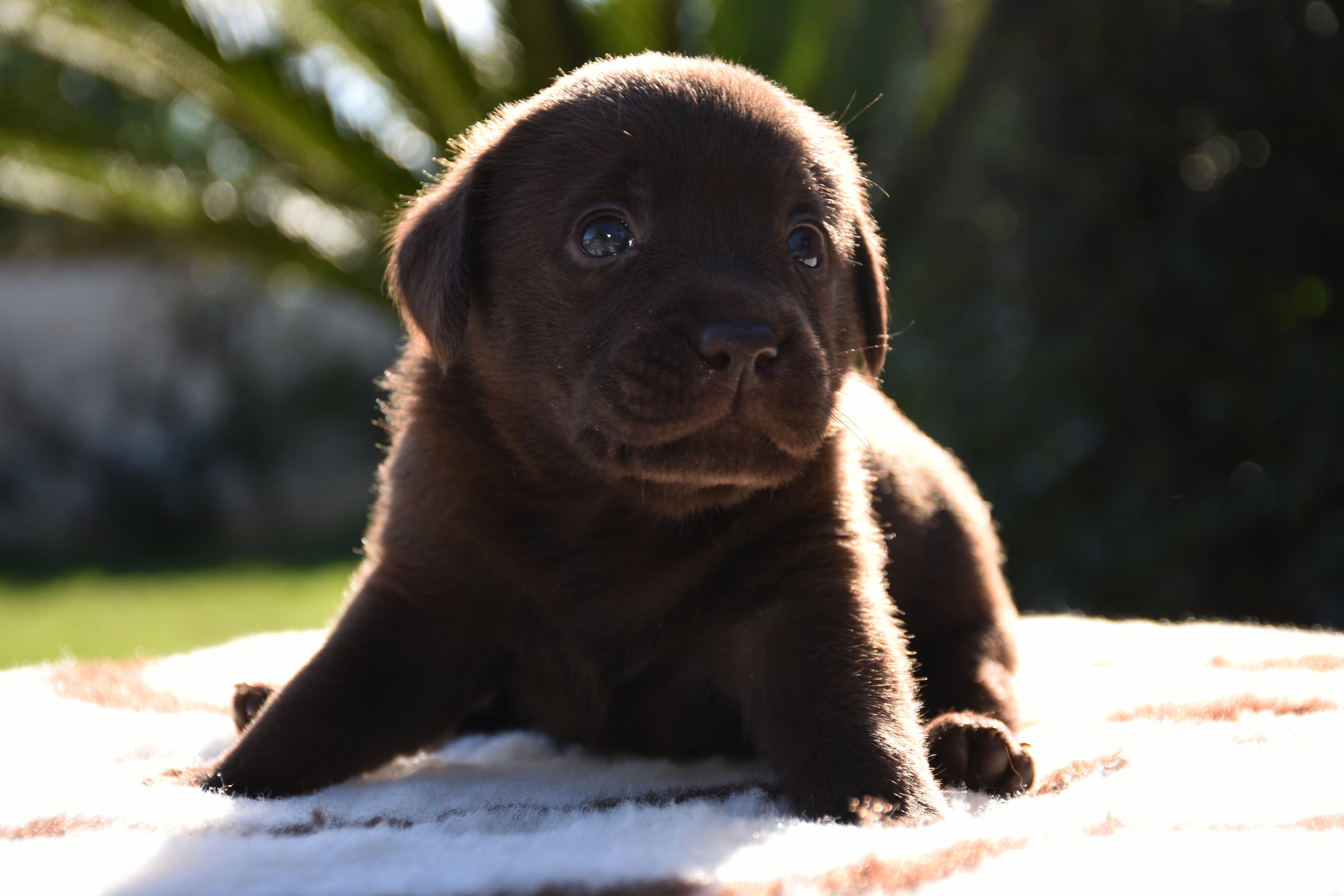 prezzo cucciolo labrador