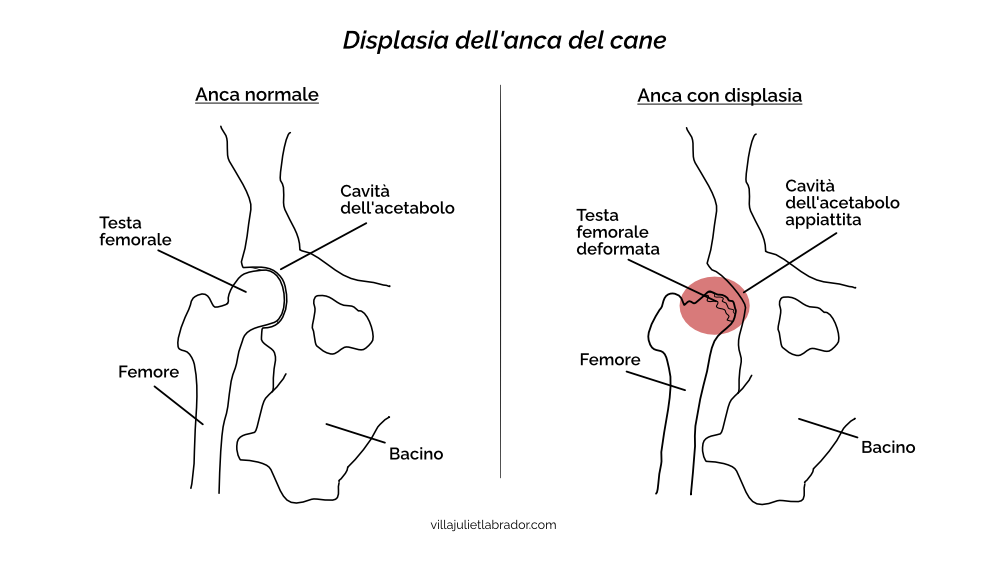 displasia-anca-cane