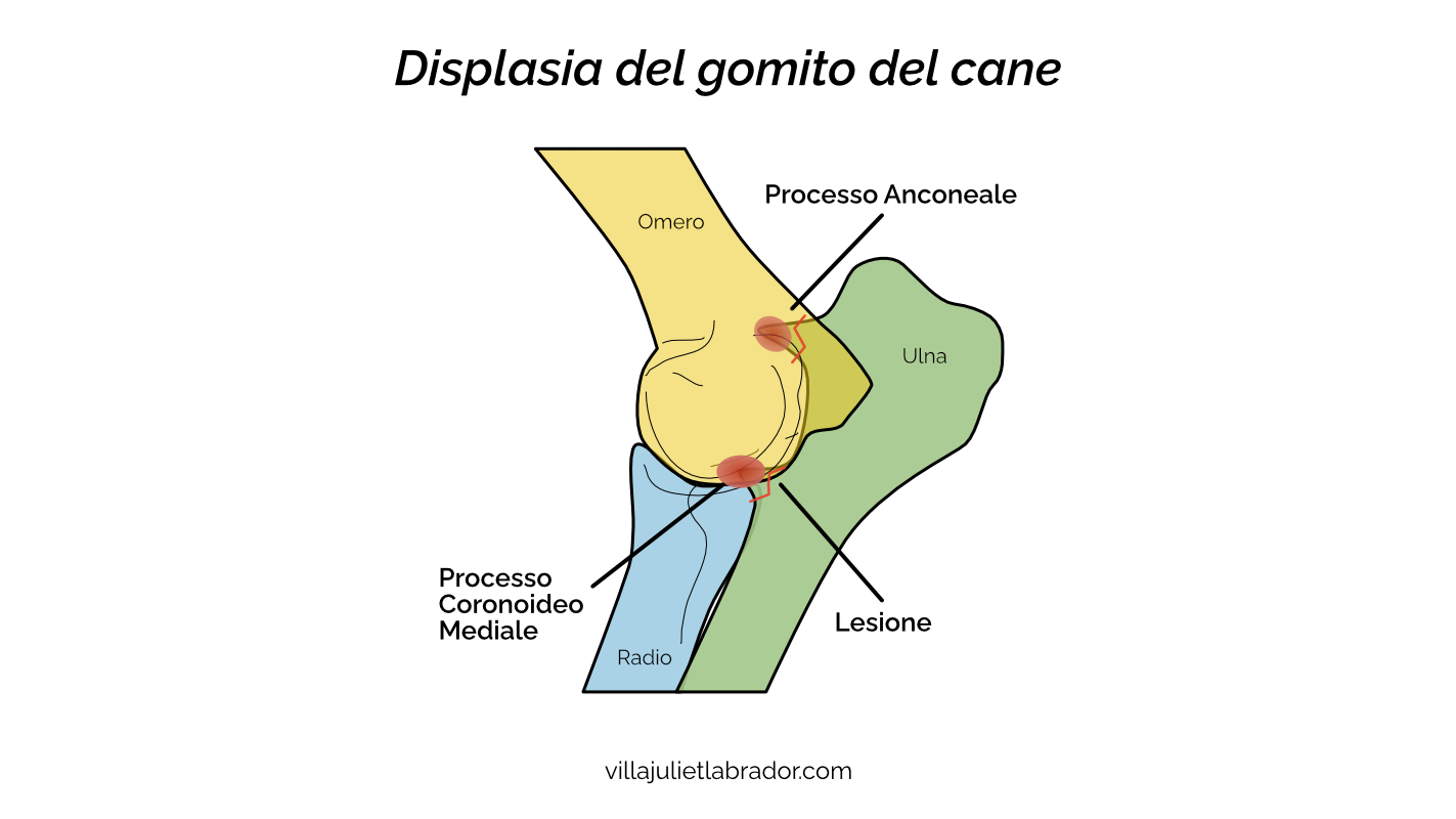 displasia-gomito-cane