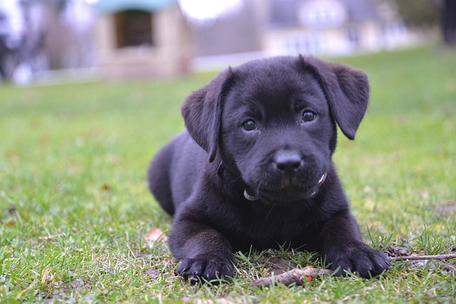 dove-comprare-cucciolo-labrador