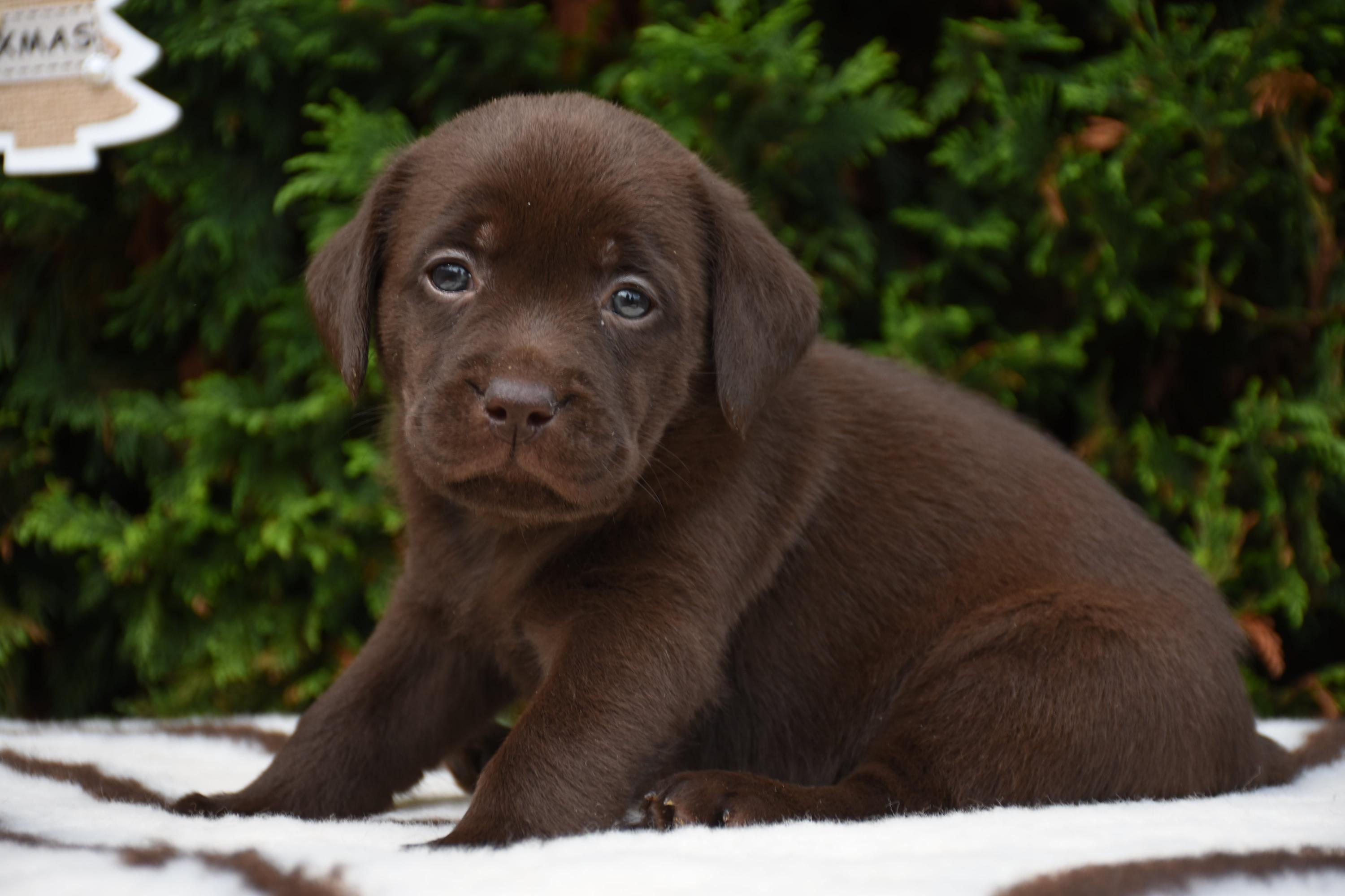 cucciolo labrador chocolate