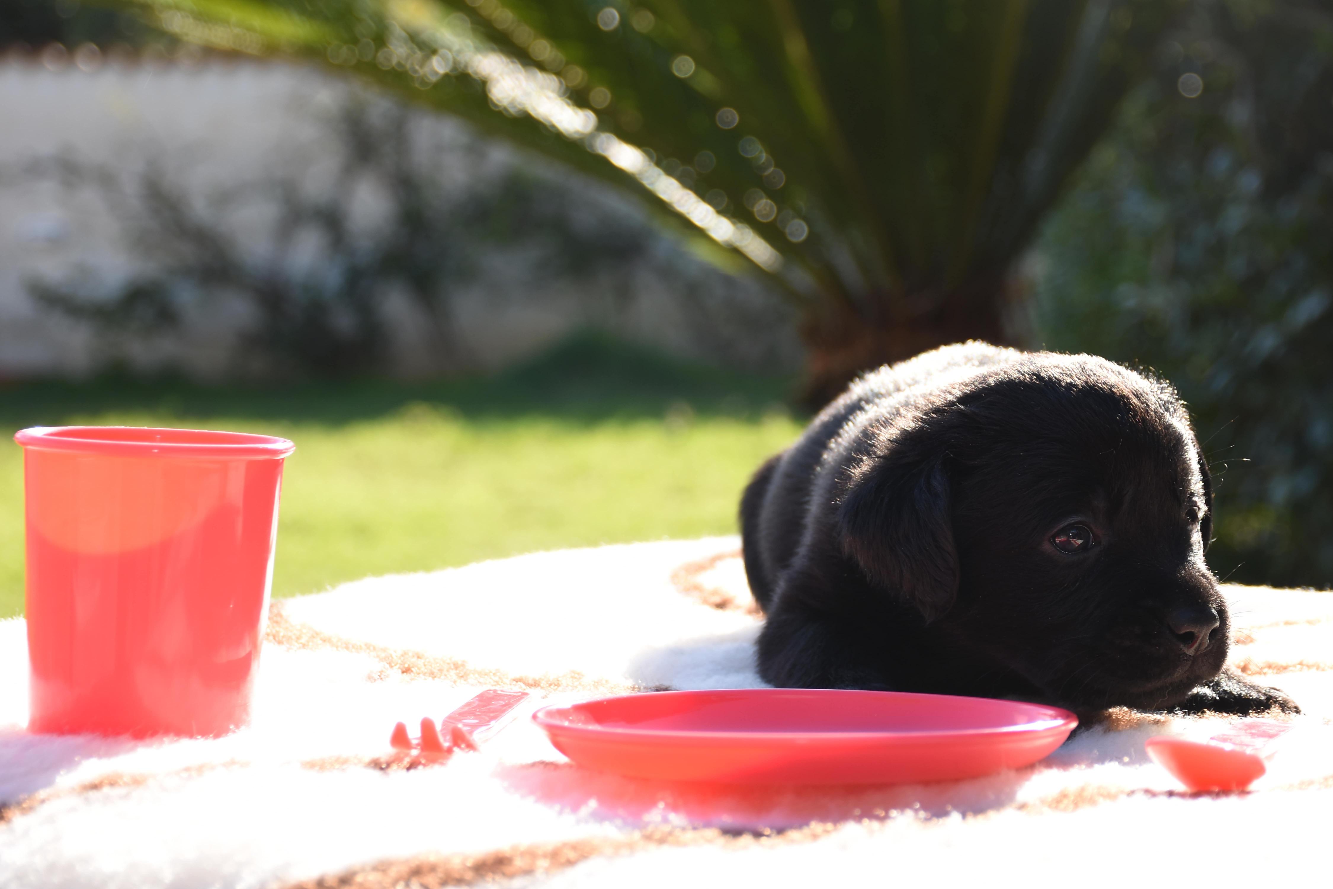 cucciolo labrador nero