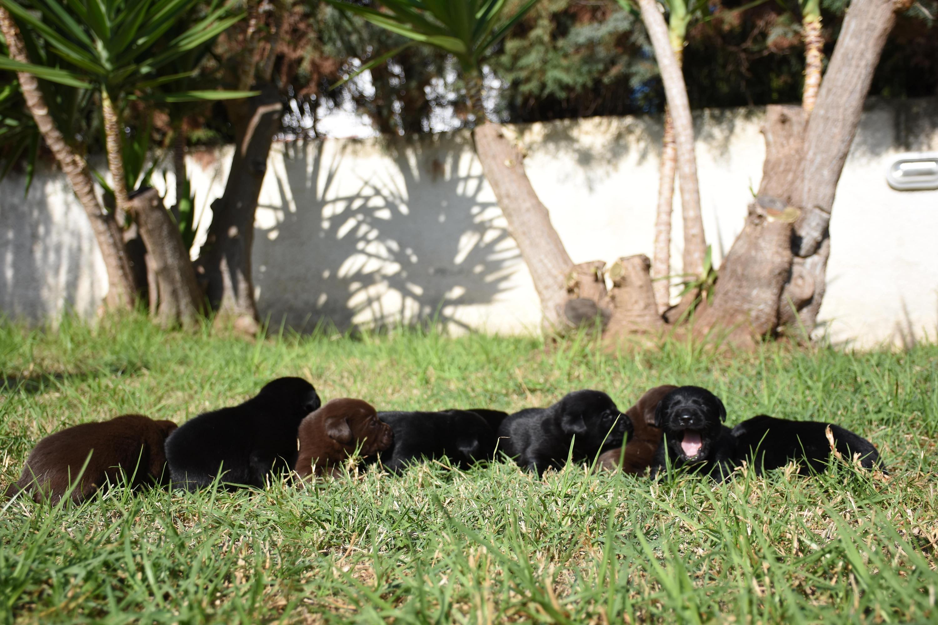 cucciolata labrador