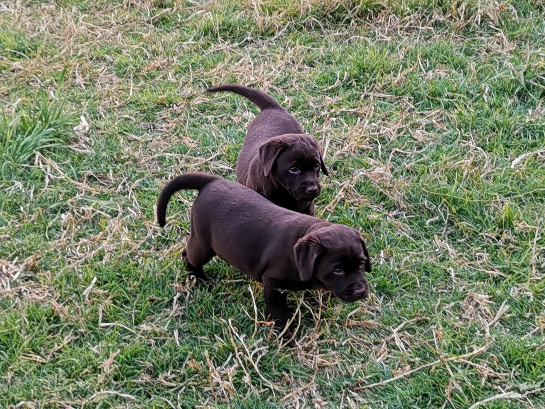 cuccioli labrador chocolate