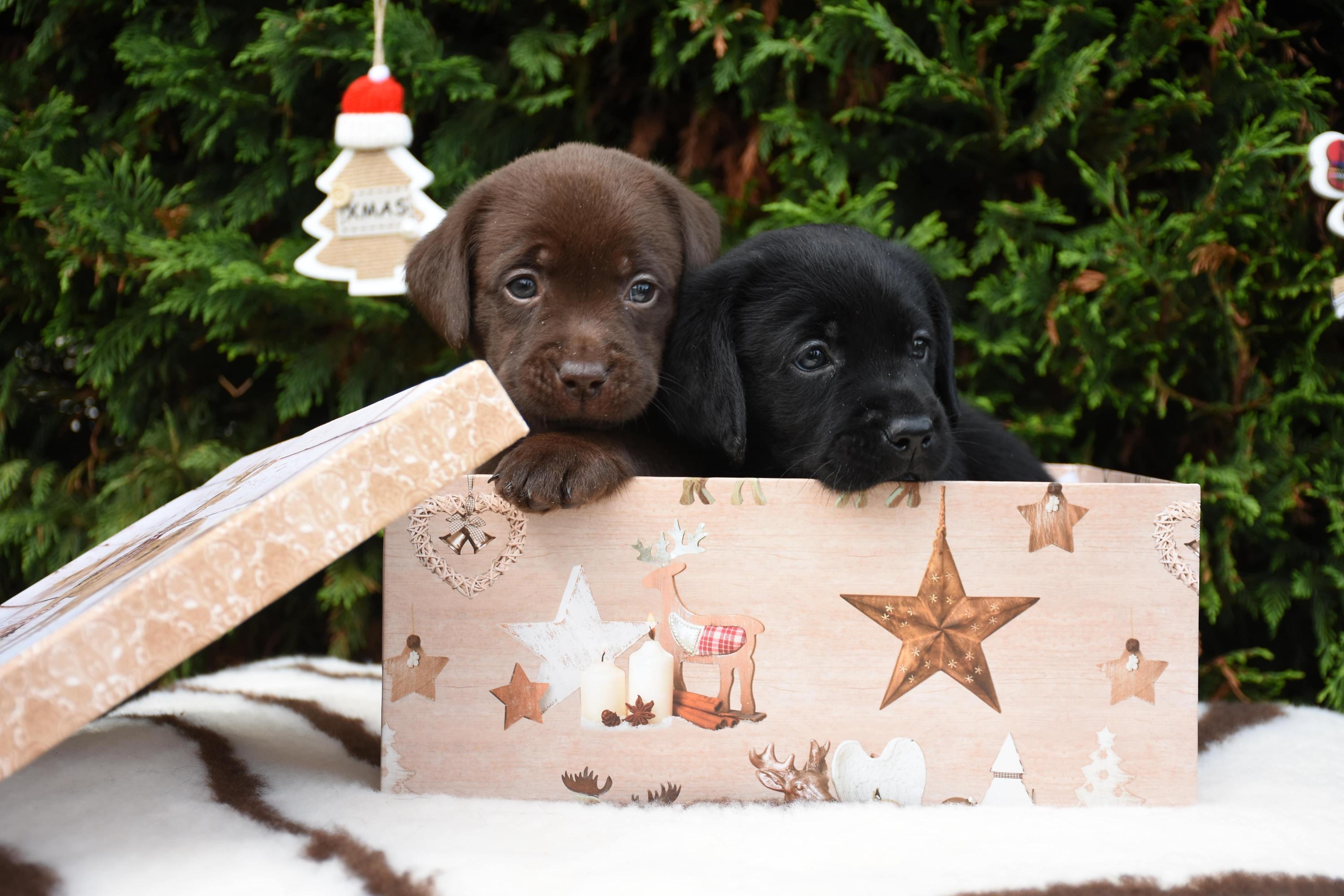 cuccioli labrador nella scatola