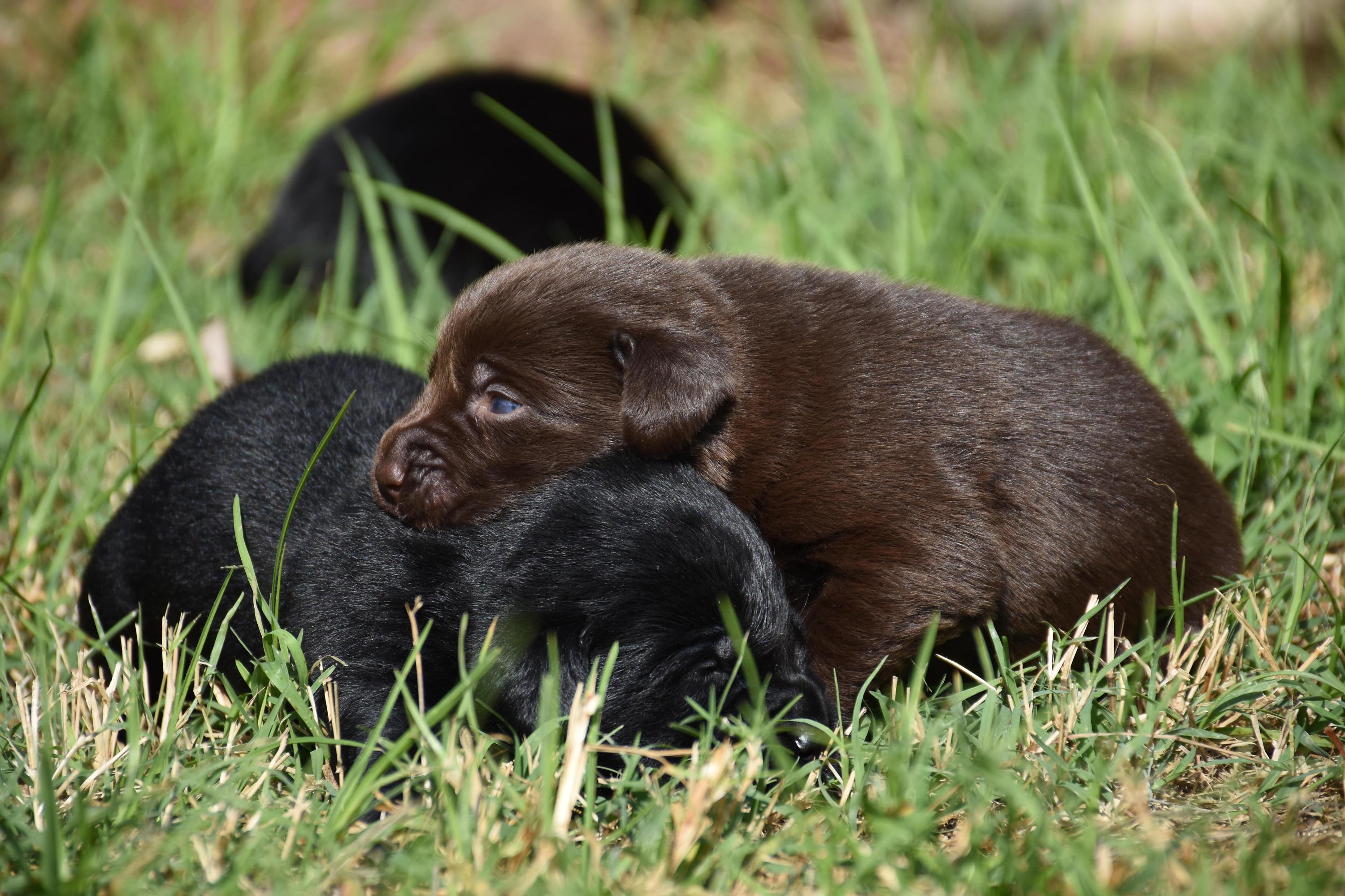 cuccioli labrador retriever