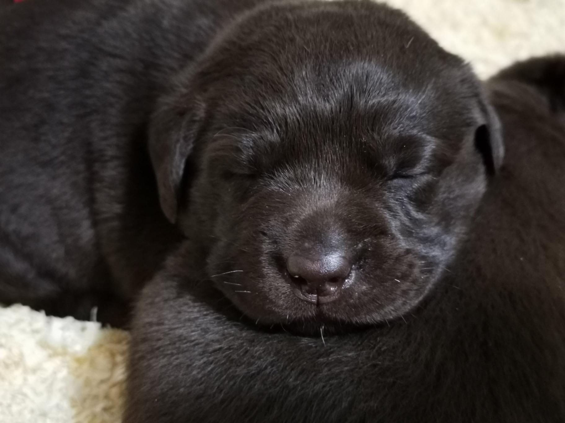 cucciolo labrador che dorme