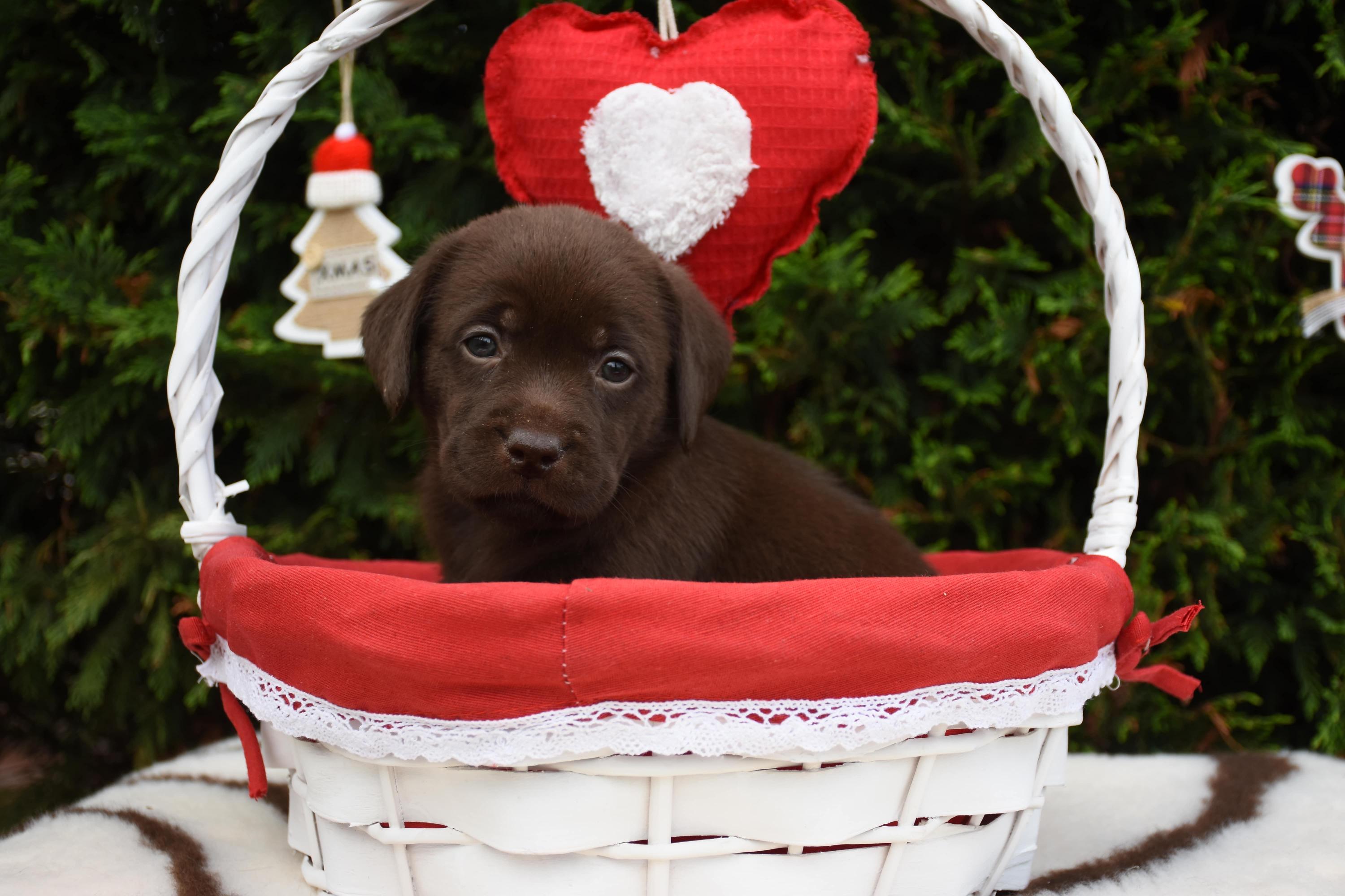 cucciolo labrador chocolate nel cestino