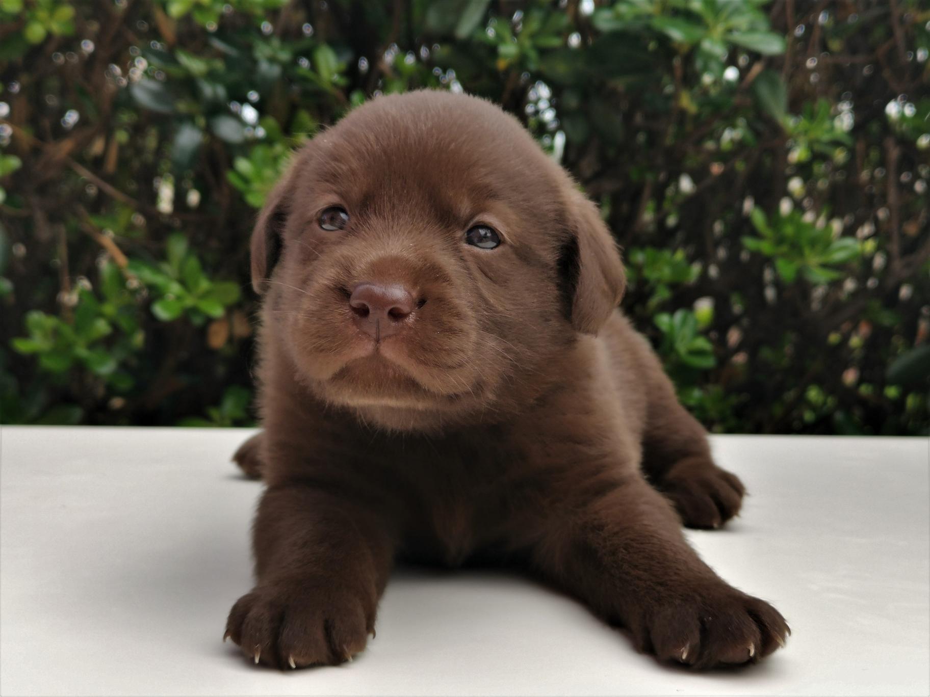 cucciolo labrador chocolate