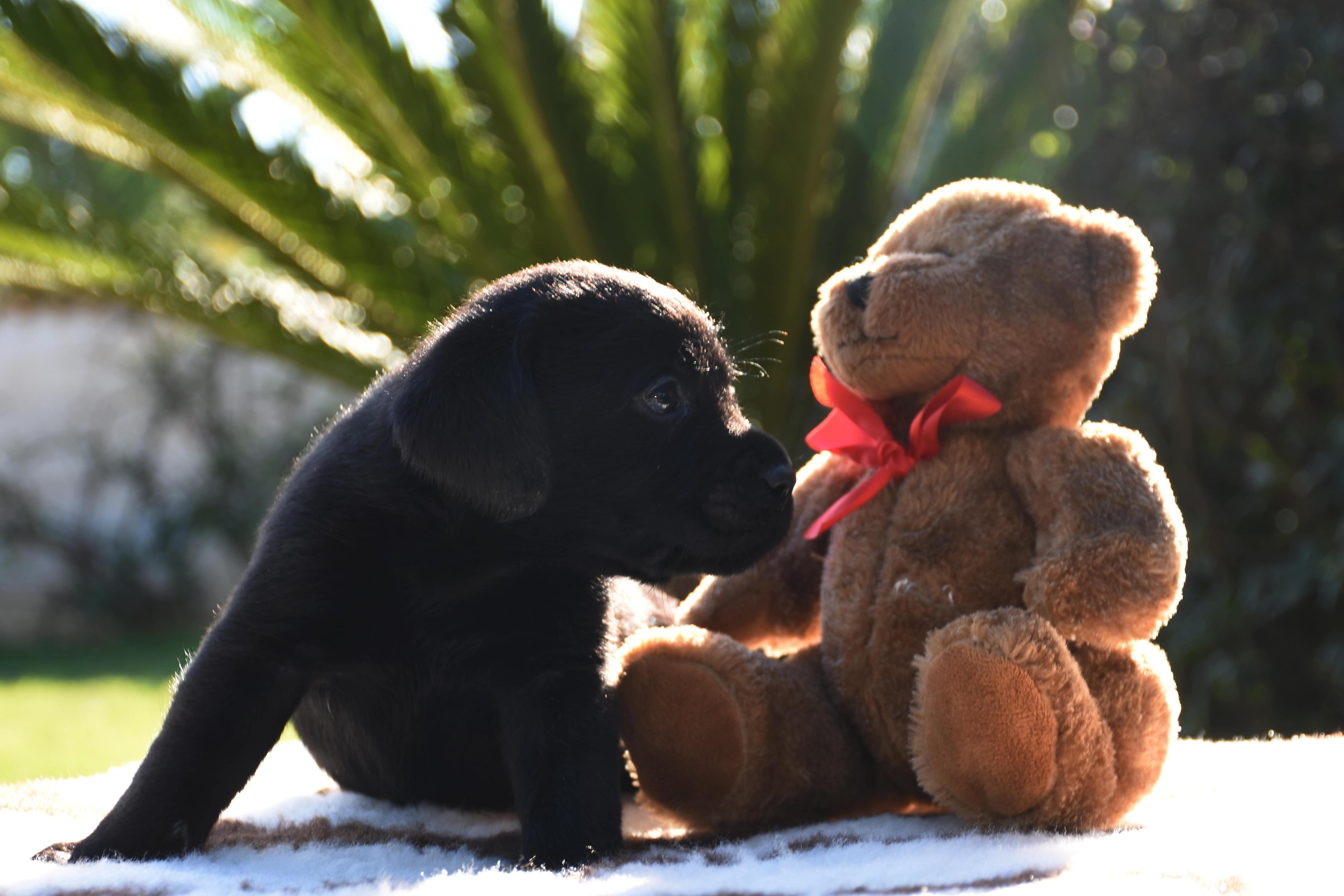 cucciolo labrador con giocattolo