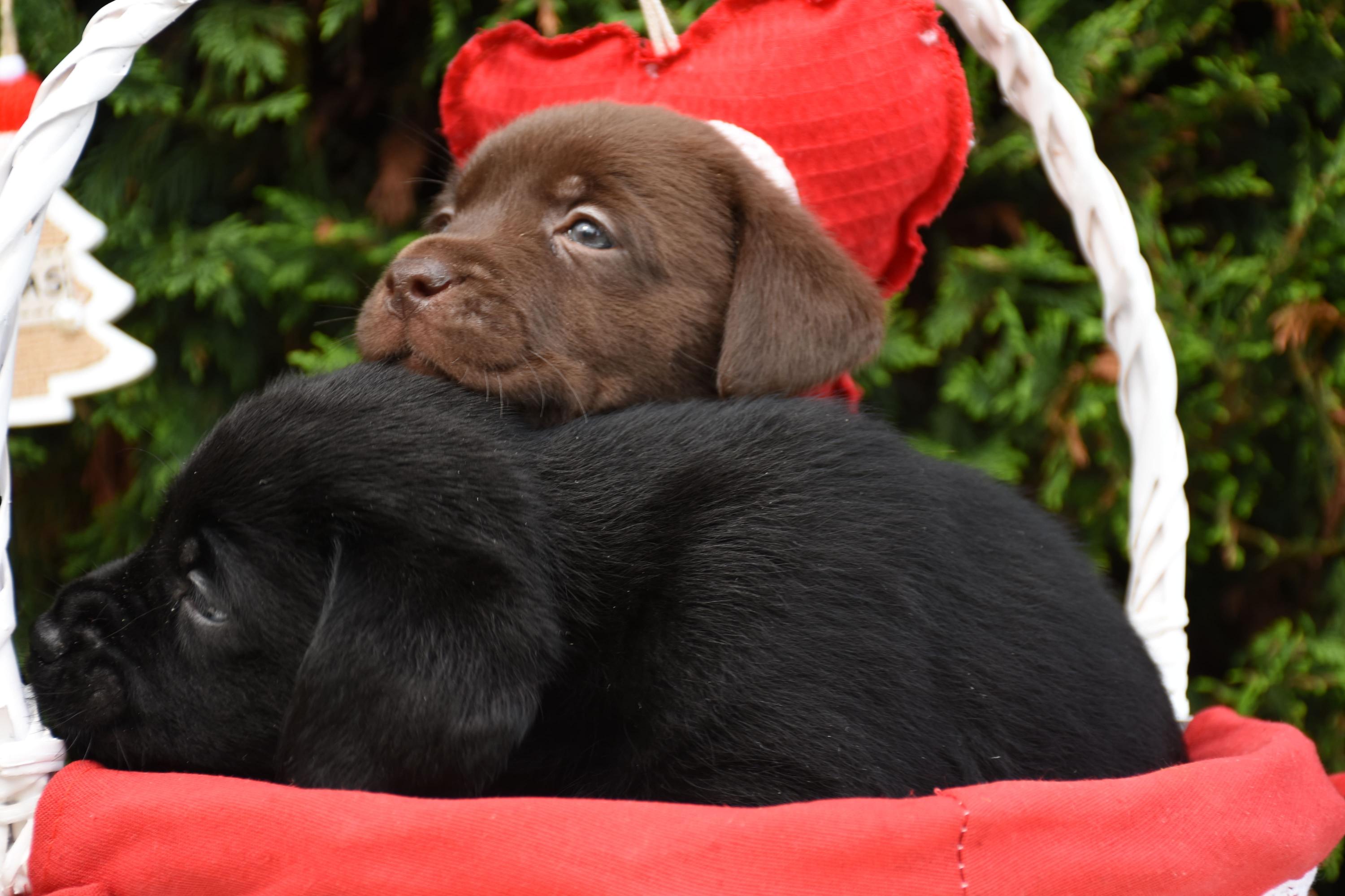 cucciolo labrador nero e chocolate