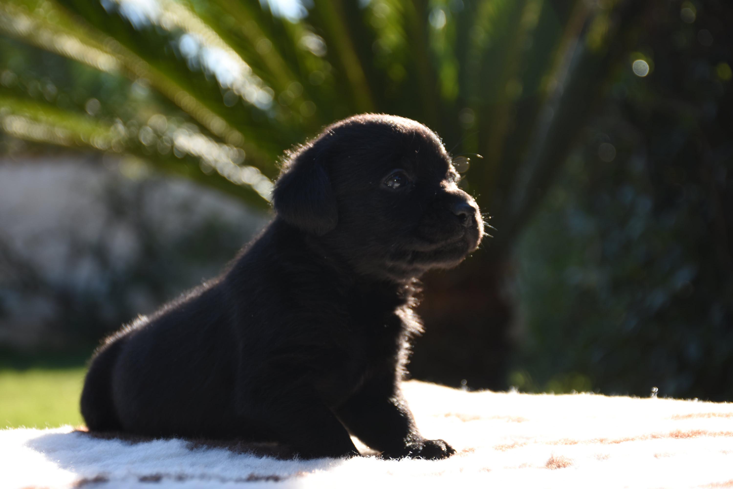 cucciolo labrador nero