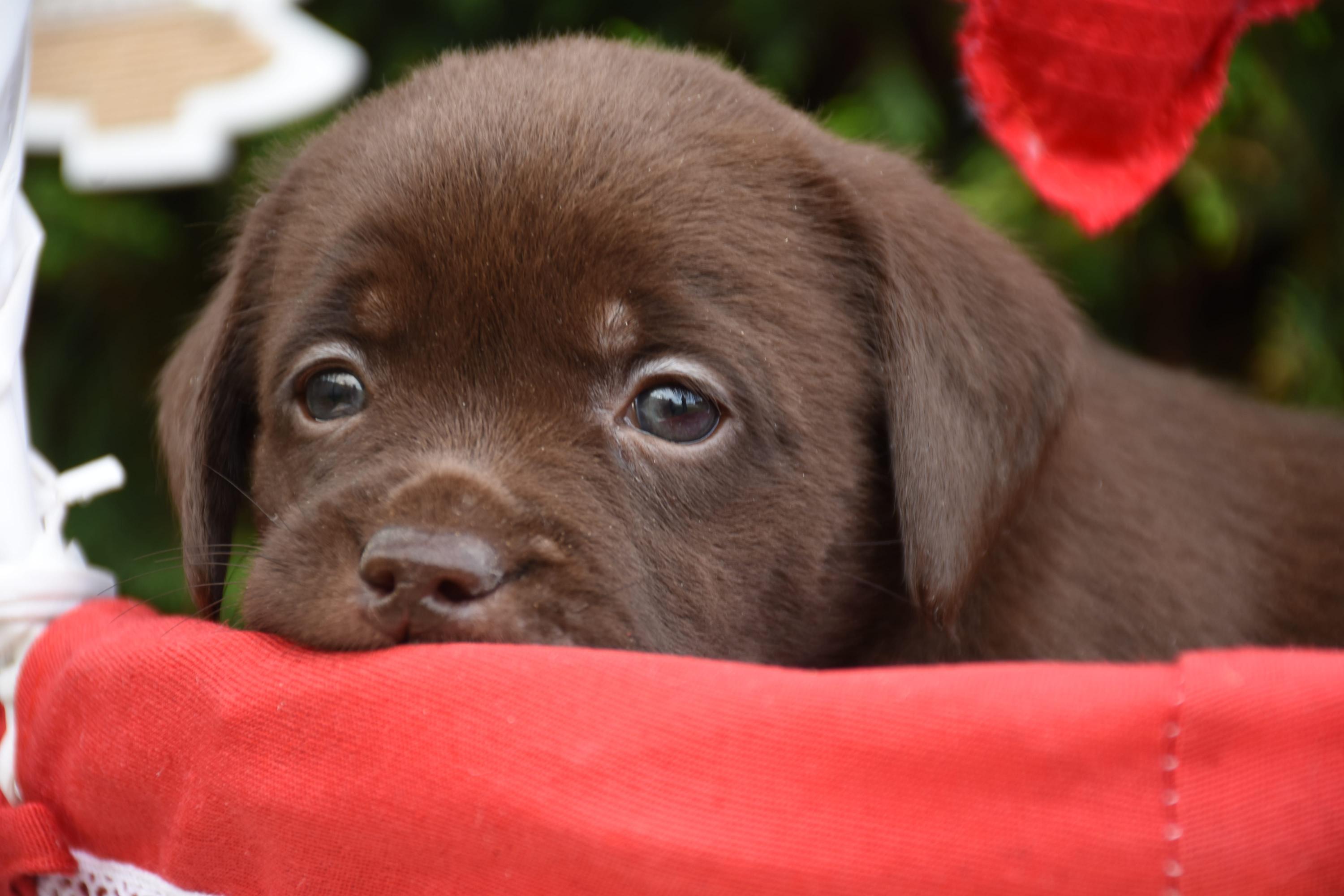 cucciolo labrador chocolate