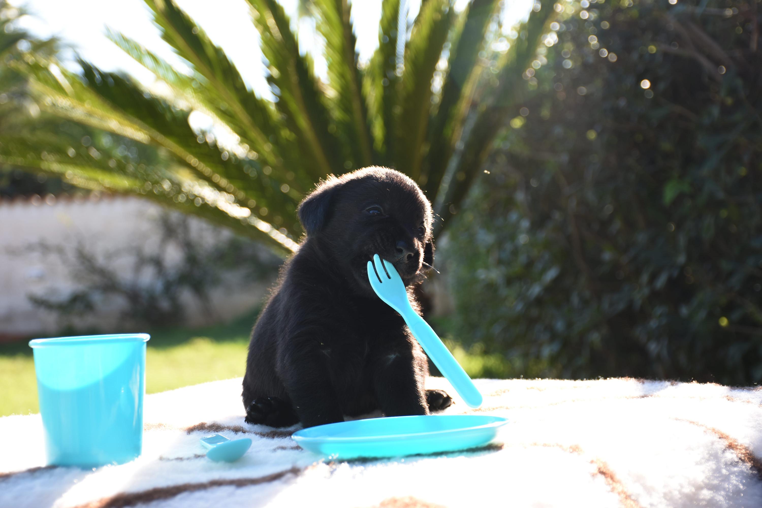 cucciolo labrador nero