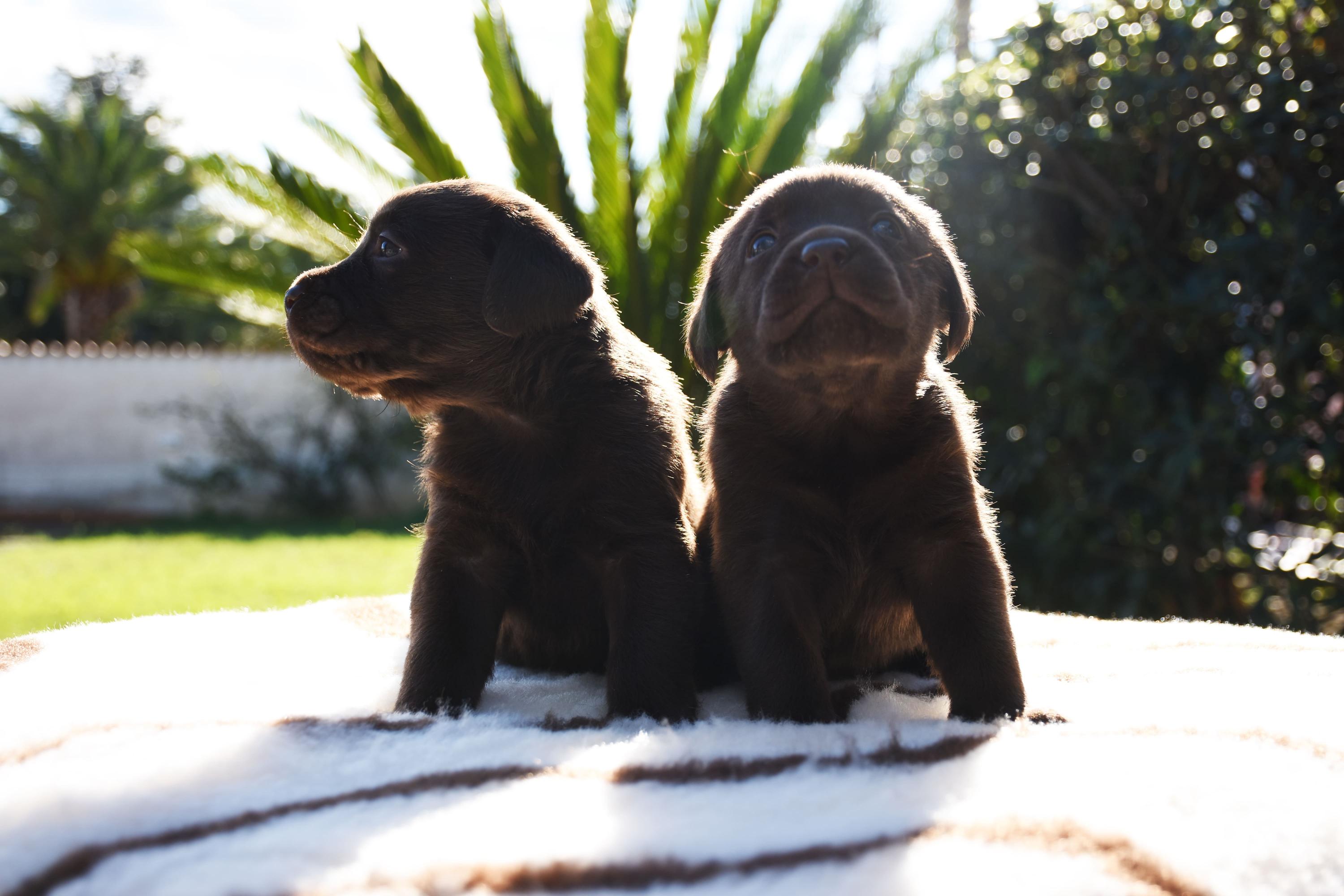 due cuccioli labrador