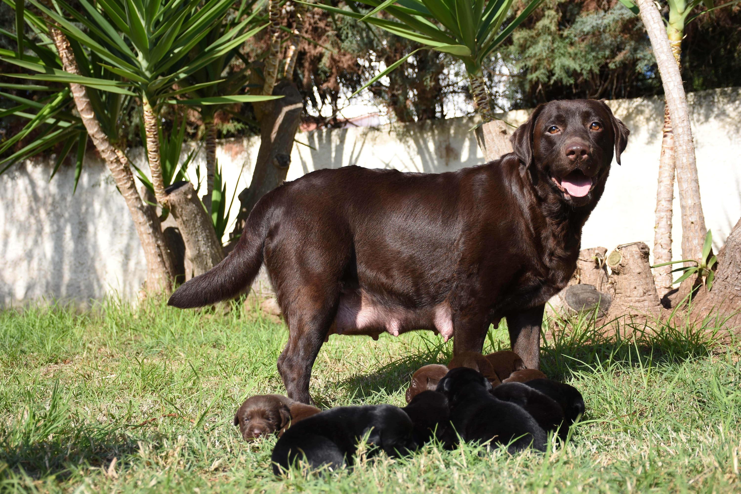 labrador retriever con cuccioli