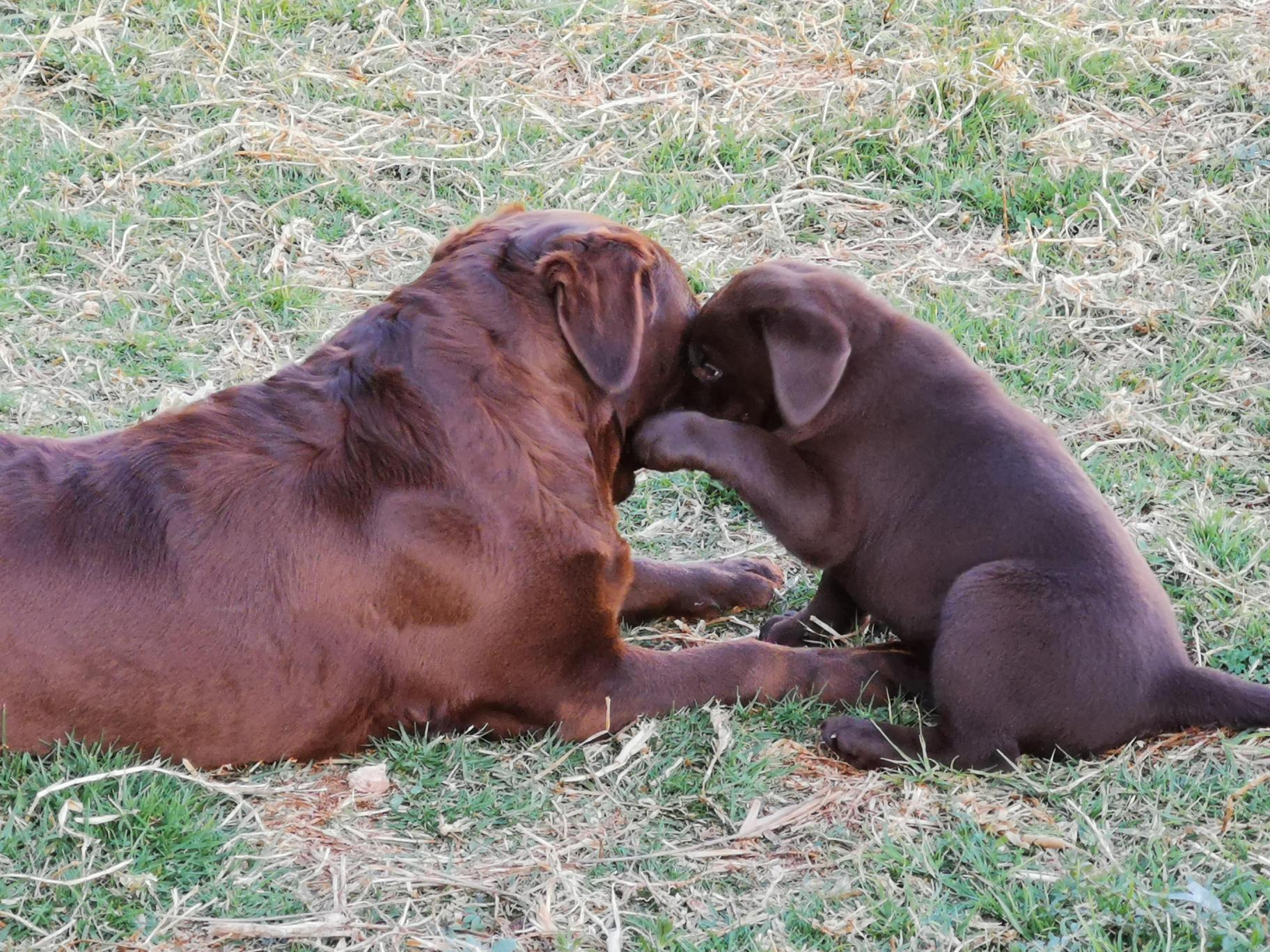 madre e cucciolo labrador chocolate