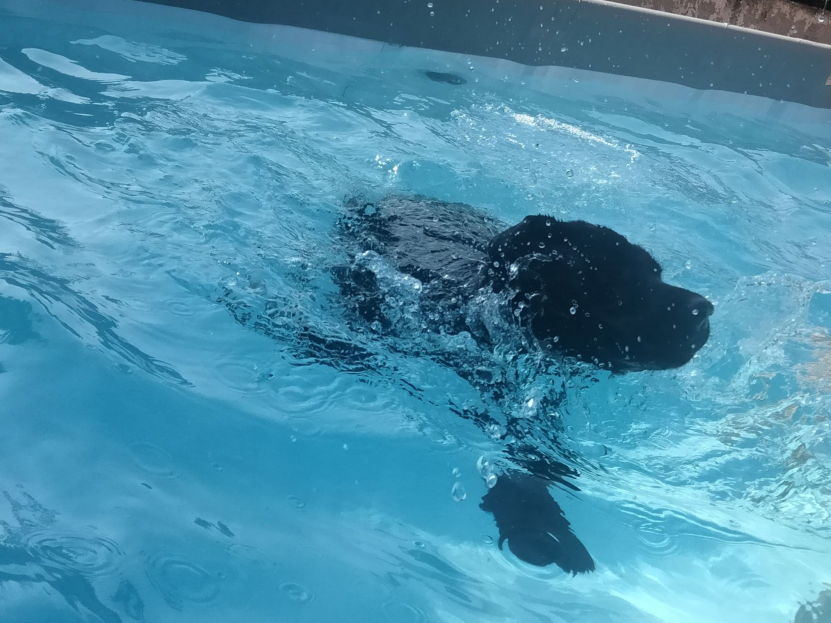 labrador nero che nuota